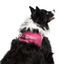 TailPetz Airmesh Neo Pink Köpek Göğüs Tasması XL