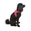 TailPetz Airmesh Neo Pink Köpek Göğüs Tasması XS