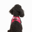 TailPetz Airmesh Neo Pink Köpek Göğüs Tasması XS