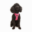 TailPetz Airmesh Neo Pink Köpek Göğüs Tasması XS