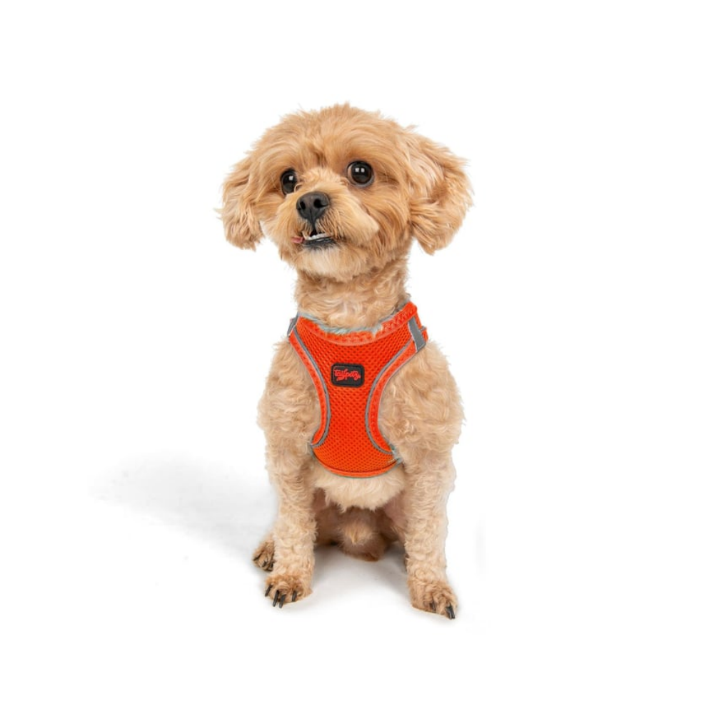 TailPetz Airmesh Neo Orange Köpek Göğüs Tasması 2XS