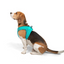 TailPetz Airmesh Ocean Köpek Göğüs Tasması L