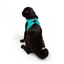 TailPetz Airmesh Ocean Köpek Göğüs Tasması M