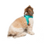 TailPetz Airmesh Ocean Köpek Göğüs Tasması S