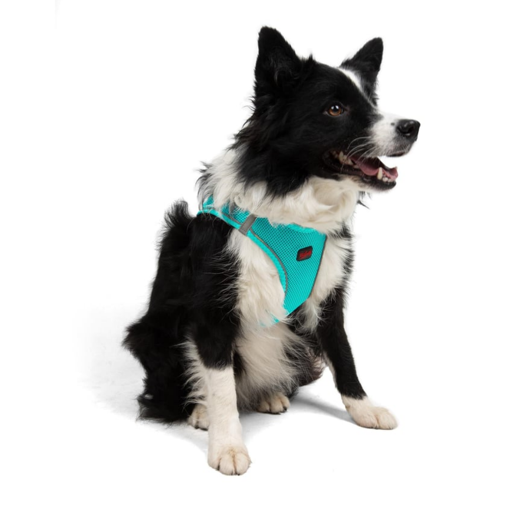 TailPetz Airmesh Ocean Köpek Göğüs Tasması XL