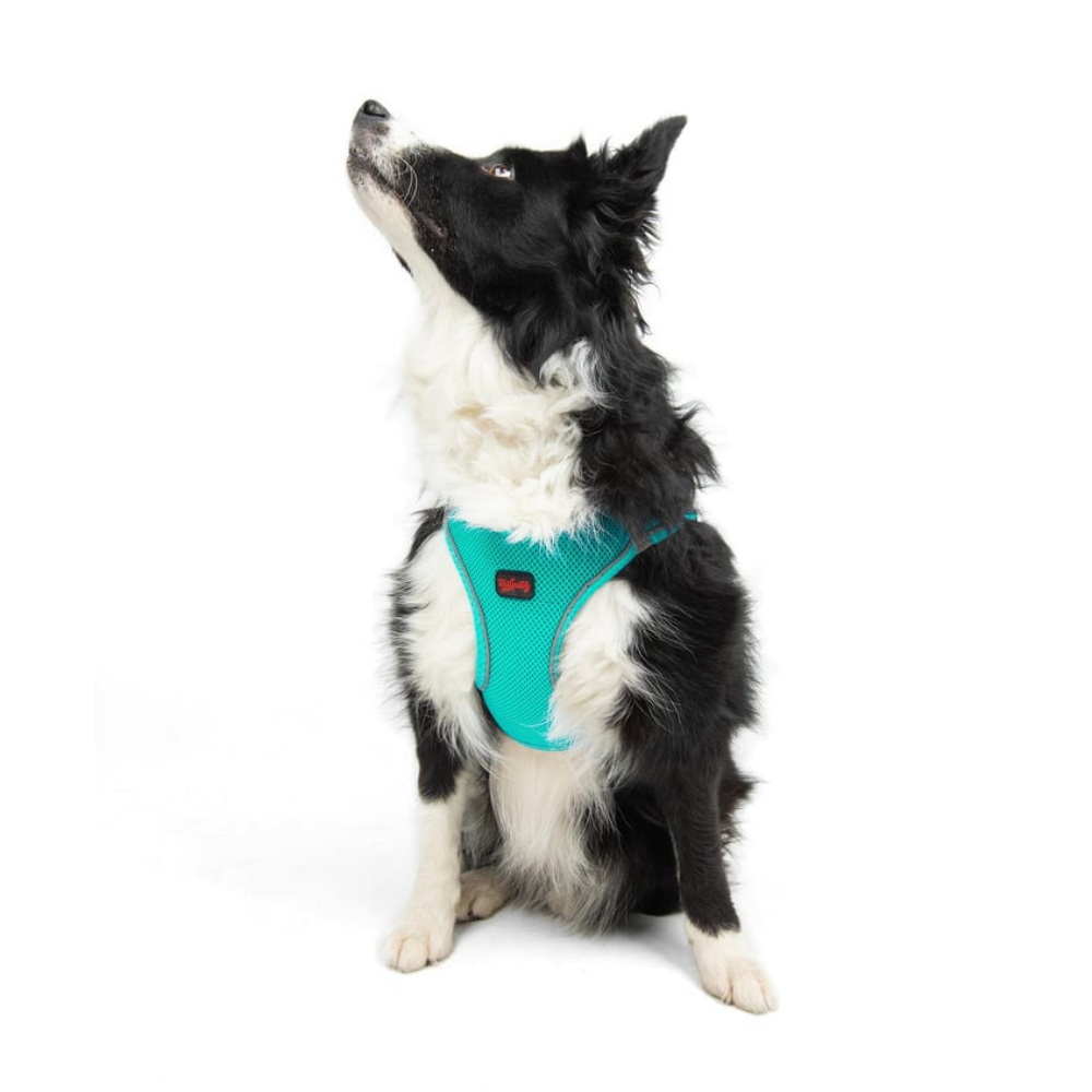 TailPetz Airmesh Ocean Köpek Göğüs Tasması XL