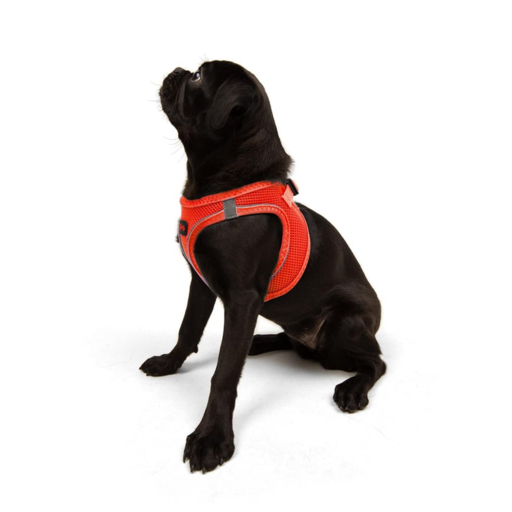 TailPetz Airmesh Neo Orange Köpek Göğüs Tasması M