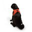 TailPetz Airmesh Neo Orange Köpek Göğüs Tasması M