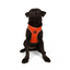 TailPetz Airmesh Neo Orange Köpek Göğüs Tasması M