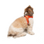 TailPetz Airmesh Neo Orange Köpek Göğüs Tasması S