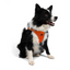 TailPetz Airmesh Neo Orange Köpek Göğüs Tasması XL