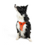 TailPetz Airmesh Neo Orange Köpek Göğüs Tasması XL