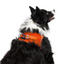 TailPetz Airmesh Neo Orange Köpek Göğüs Tasması XL