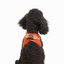 TailPetz Airmesh Neo Orange Köpek Göğüs Tasması XS