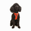 TailPetz Airmesh Neo Orange Köpek Göğüs Tasması XS