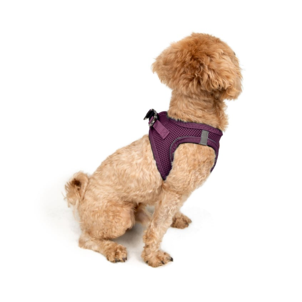 TailPetz Airmesh Purple Köpek Göğüs Tasması 3XS
