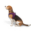 TailPetz Airmesh Purple Köpek Göğüs Tasması L