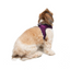 TailPetz Airmesh Purple Köpek Göğüs Tasması S