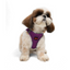TailPetz Airmesh Purple Köpek Göğüs Tasması S