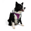 TailPetz Airmesh Purple Köpek Göğüs Tasması XL