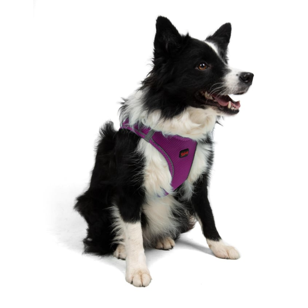 TailPetz Airmesh Purple Köpek Göğüs Tasması XL