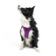 TailPetz Airmesh Purple Köpek Göğüs Tasması XL