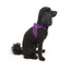 TailPetz Airmesh Purple Köpek Göğüs Tasması XS