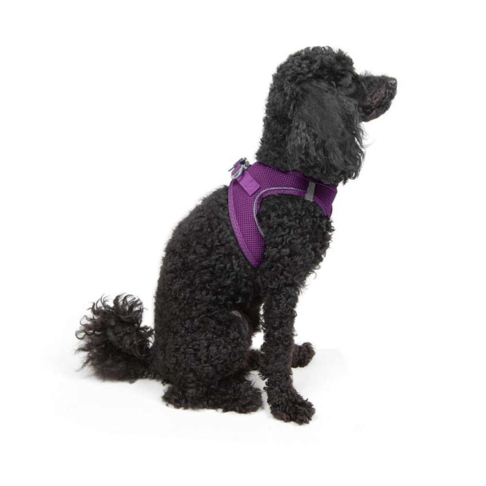 TailPetz Airmesh Purple Köpek Göğüs Tasması XS