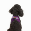 TailPetz Airmesh Purple Köpek Göğüs Tasması XS
