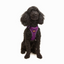 TailPetz Airmesh Purple Köpek Göğüs Tasması XS
