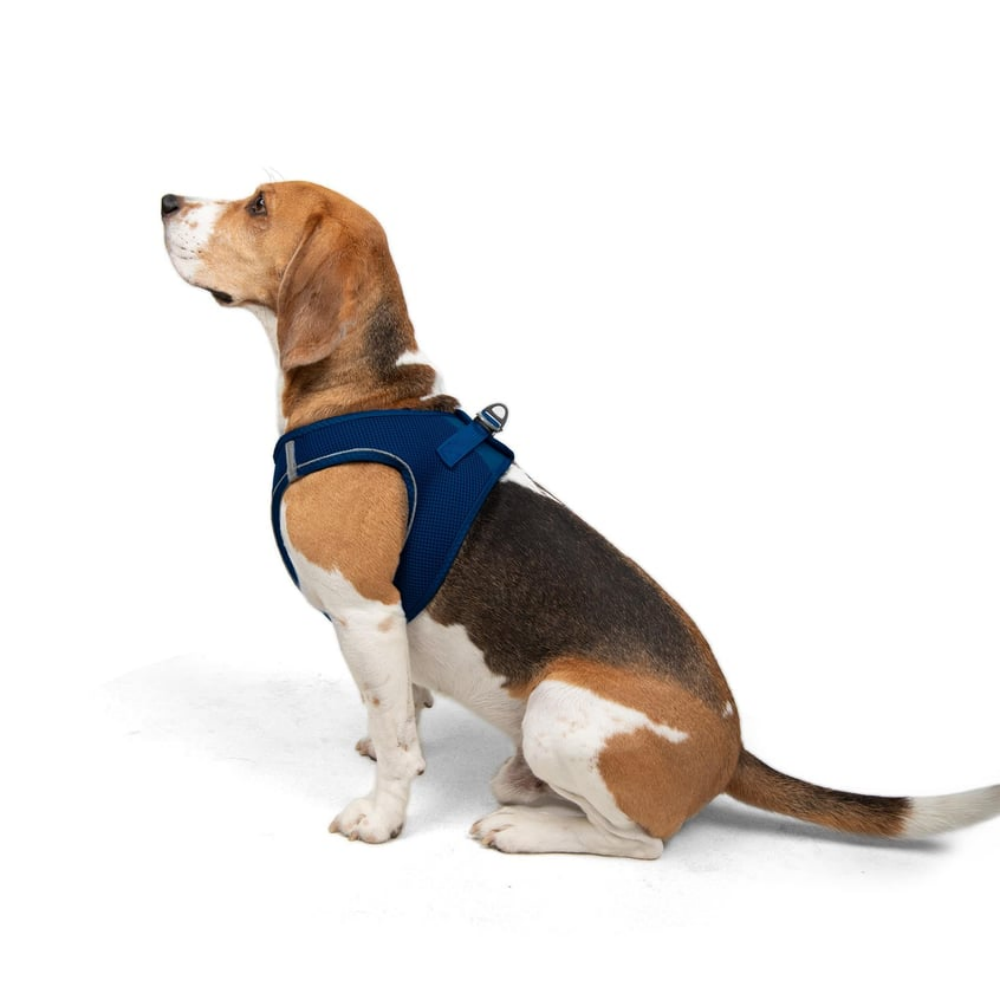 TailPetz Airmesh Sax Köpek Göğüs Tasması L