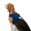 TailPetz Airmesh Sax Köpek Göğüs Tasması L