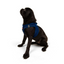 TailPetz Airmesh Sax Köpek Göğüs Tasması M