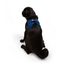 TailPetz Airmesh Sax Köpek Göğüs Tasması M