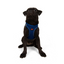TailPetz Airmesh Sax Köpek Göğüs Tasması M
