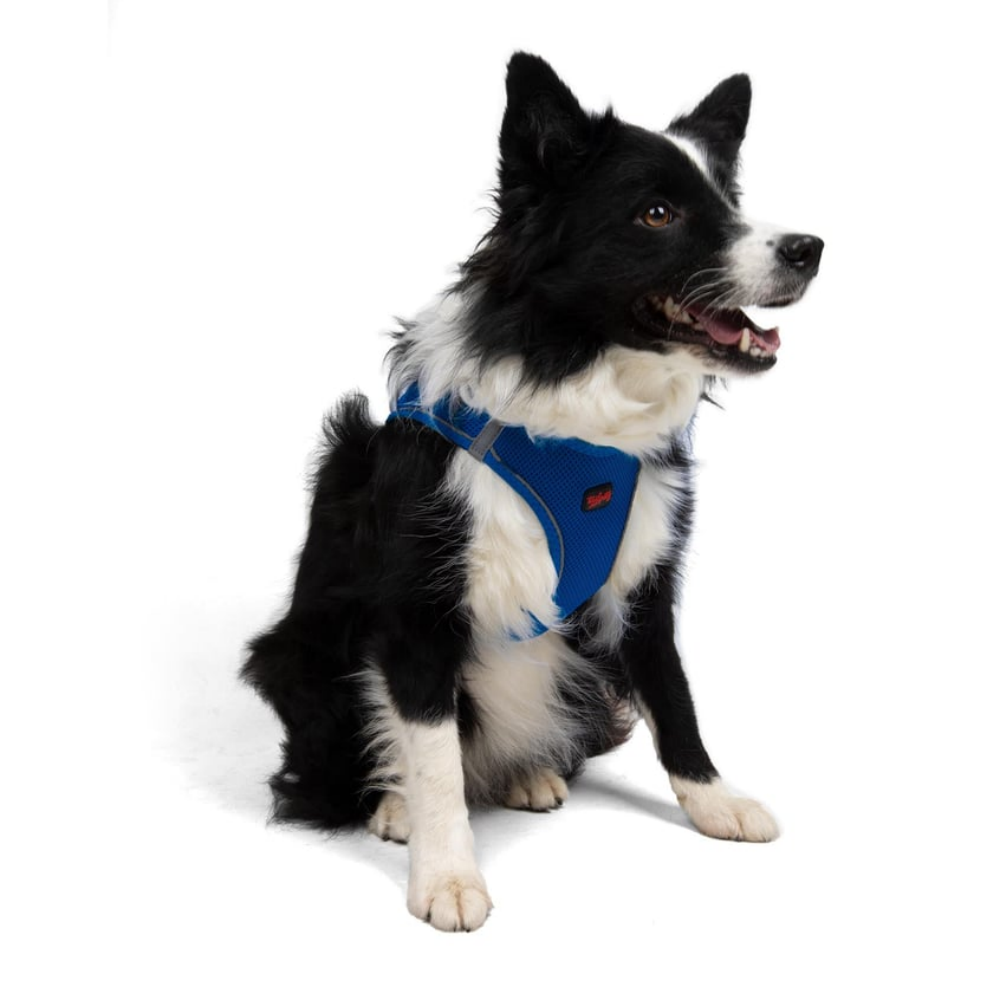TailPetz Airmesh Sax Köpek Göğüs Tasması XL